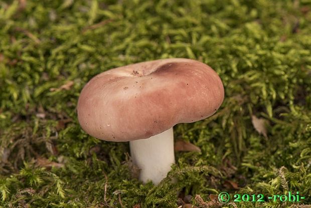 plávka mandľová Russula vesca Fr.