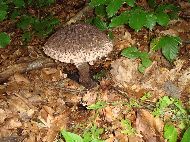 jelenkovec škridlicovitý Sarcodon imbricatus (L.) P. Karst.