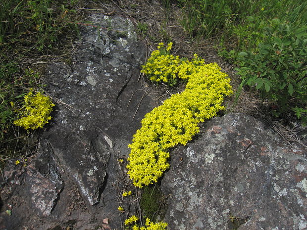 rozchodník prudký  Sedum acre L.