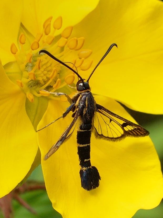 podobník tipuľovitý Synanthedon tipuliformis