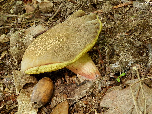 suchohríb žltomäsový Xerocomellus chrysenteron (Bull.) Šutara