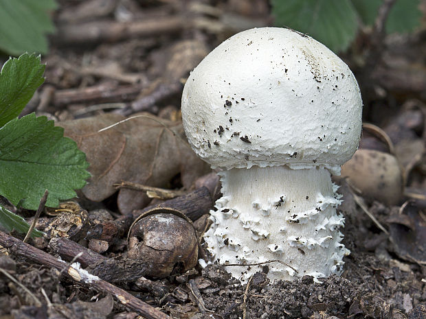 pečiarka veľkovýtrusná Agaricus albidoperonatus Heinem.