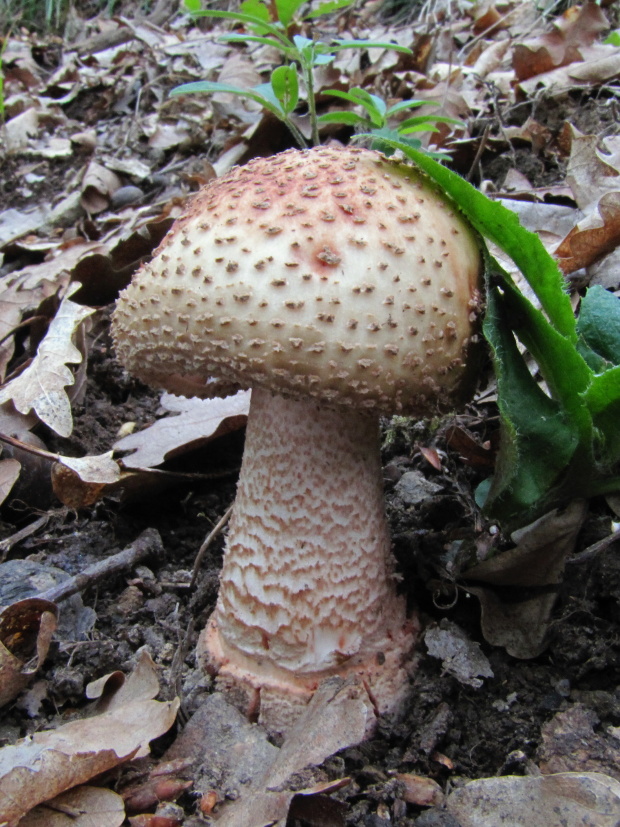 muchotrávka červenkastá Amanita rubescens Pers.