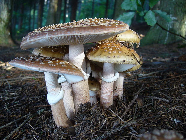 muchotrávka červenkastá Amanita rubescens Pers.