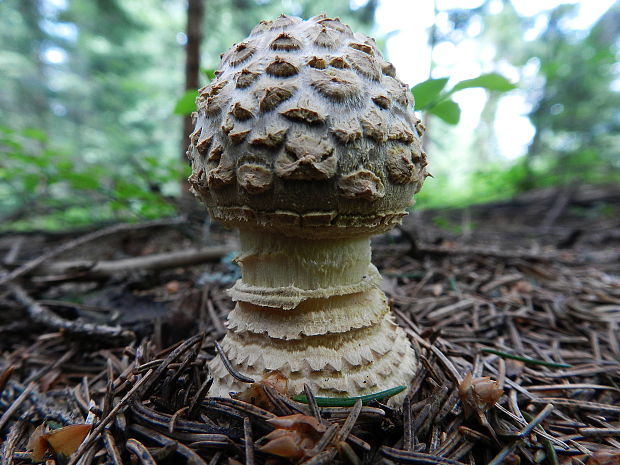 muchotrávka Amanita sp.