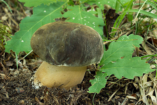 hríb bronzový Boletus aereus Bull. ex Fr.