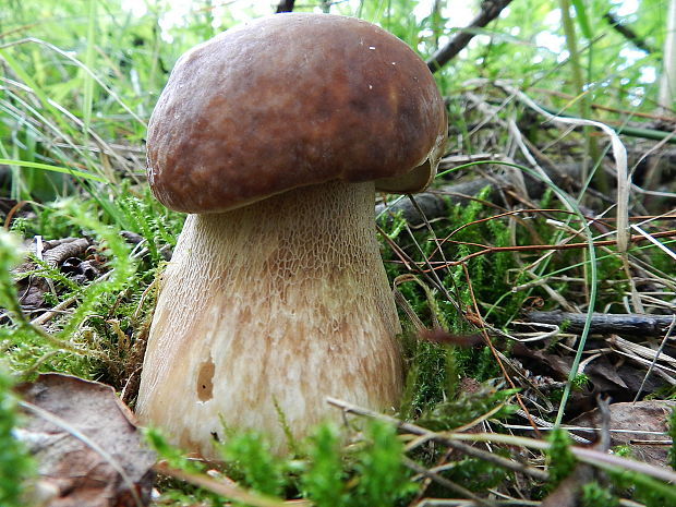 hríb smrekový Boletus edulis Bull.