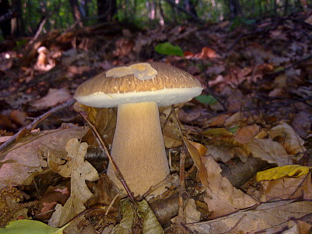 hríb dubový Boletus reticulatus Schaeff.