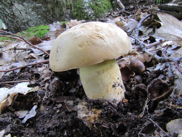 hríb príveskatý Butyriboletus appendiculatus (Schaeff. ex Fr.) Secr.