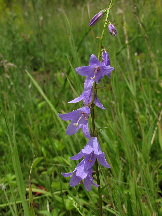 zvonček pŕhľavolistý Campanula trachelium L.