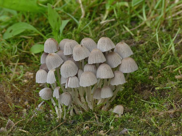 hnojník Coprinellus sp.