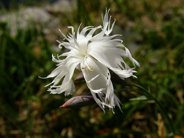 klinček včasný lumnitzerov Dianthus praecox subsp. lumnitzeri (Wiesb.) Kmeťová