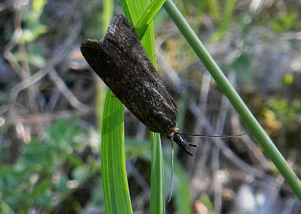 vijačka  Hypochalcia  ahenella