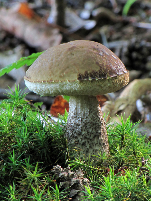 kozák hrabový Leccinum pseudoscabrum (Kallenb.) Šutara