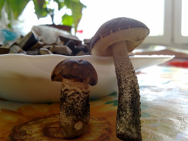 kozák hrabový Leccinum pseudoscabrum (Kallenb.) Šutara