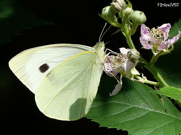 mlynárik kapustový Pieris brassicae