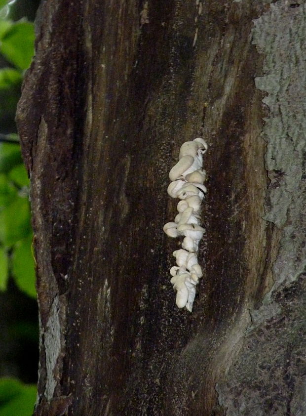 hliva buková Pleurotus pulmonarius (Fr.) Quél.