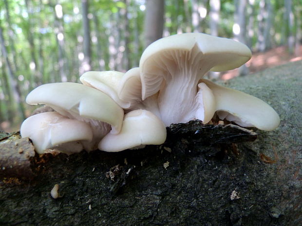 hliva buková Pleurotus pulmonarius (Fr.) Quél.