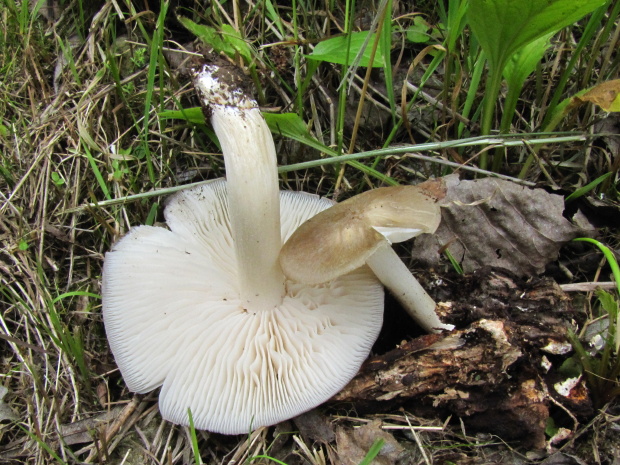 štítovka jelenia Pluteus cervinus (Schaeff.) P. Kumm.