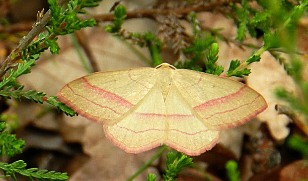 piadica prútnatcová Rhodostrophia vibicaria