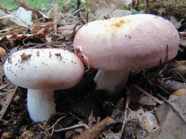 plávka mandľová Russula vesca Fr.