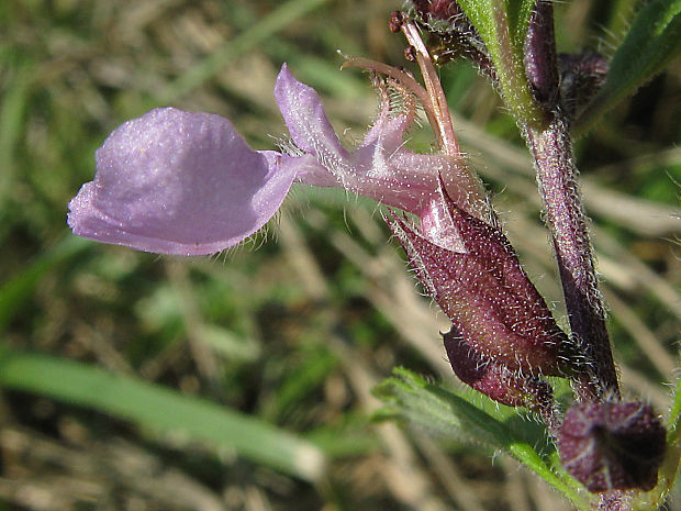 hrdobarka obyčajná Teucrium chamaedrys L.