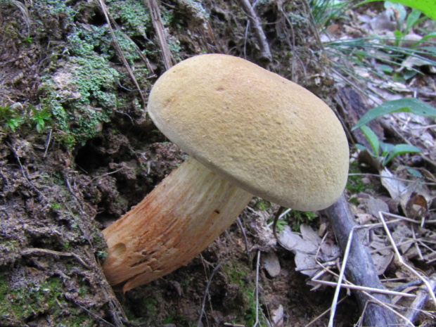 suchohríb plstnatý Xerocomus subtomentosus L.