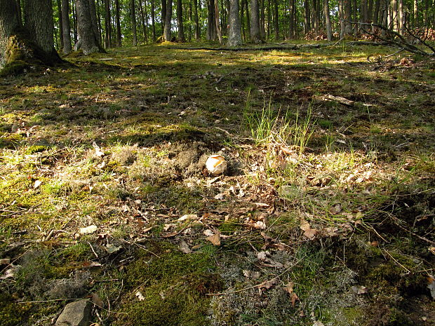 biotop muchotrávka cisárska (Amanita caesarea)