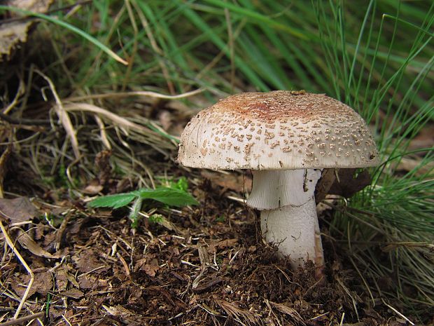 muchotrávka červenkastá Amanita rubescens Pers.