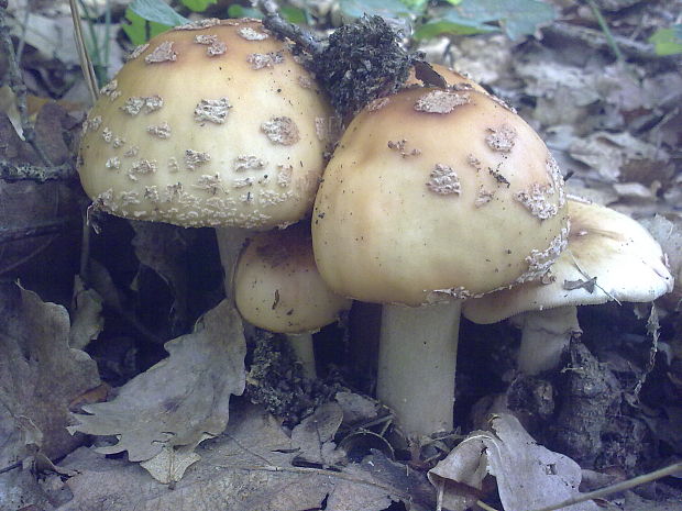 muchotrávka červenkastá Amanita rubescens Pers.