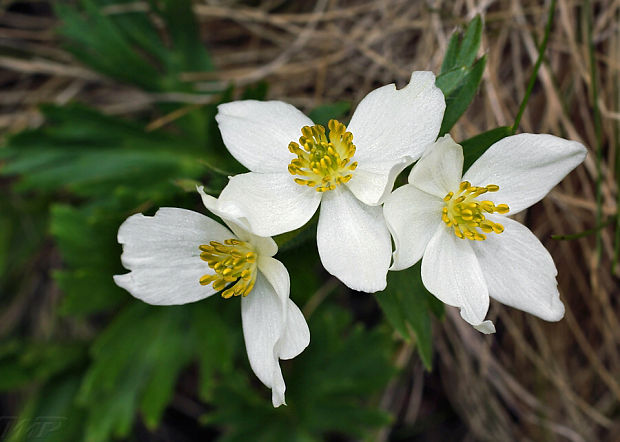 veternica narcisokvetá Anemone narcissiflora L.