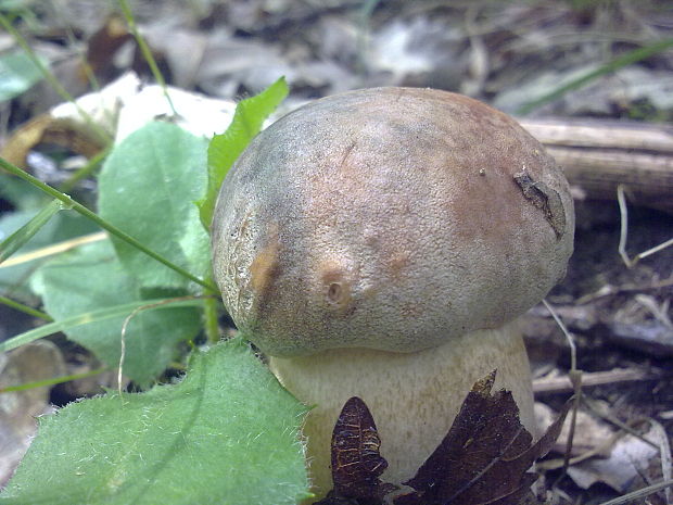 hrib bronzový Boletus aereus Bull. ex Fr.