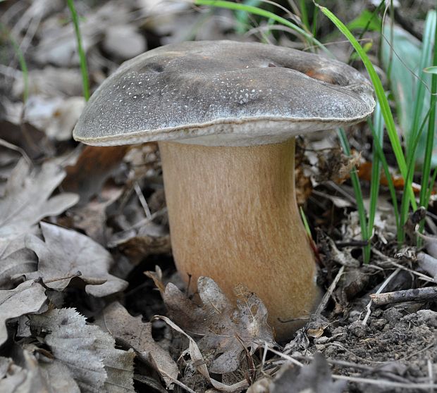 hríb bronzový Boletus aereus Bull. ex Fr.