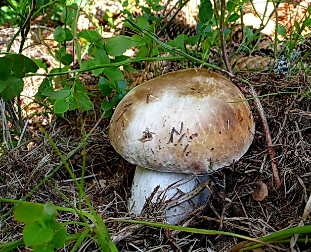 hríb smrekový Boletus edulis Bull.