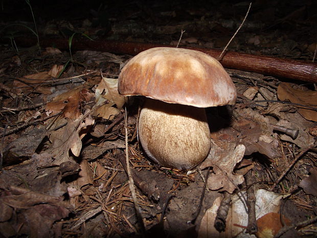 hríb smrekový Boletus edulis Bull.