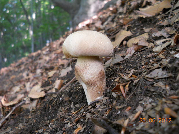 hríb dubový Boletus reticulatus Schaeff.