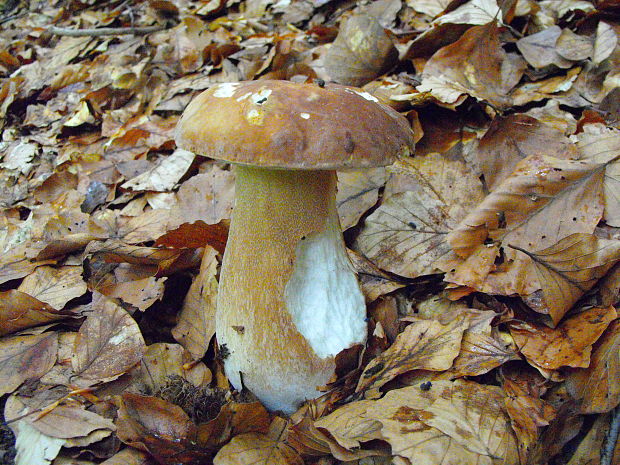 hríb dubový Boletus reticulatus Schaeff.