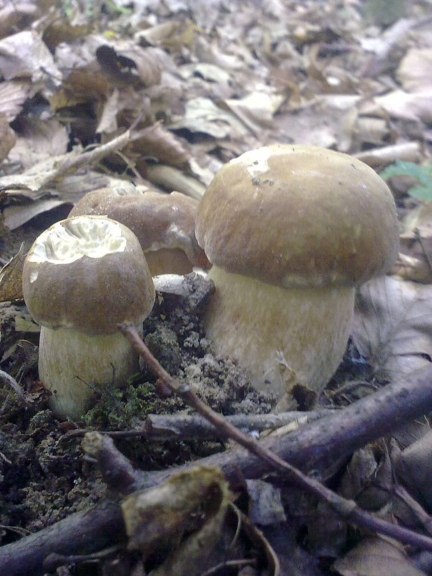 hríb dubový Boletus reticulatus Schaeff.