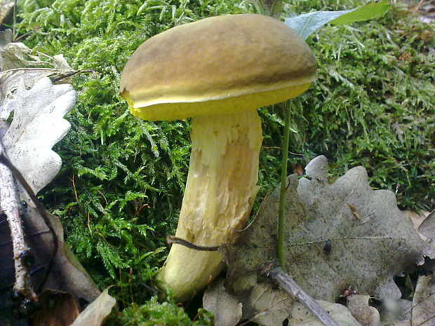 suchohríb plstnatý Boletus subtomentosus L.