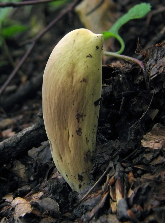 kyjak obrovský Clavariadelphus pistillaris (Fr.) Donk