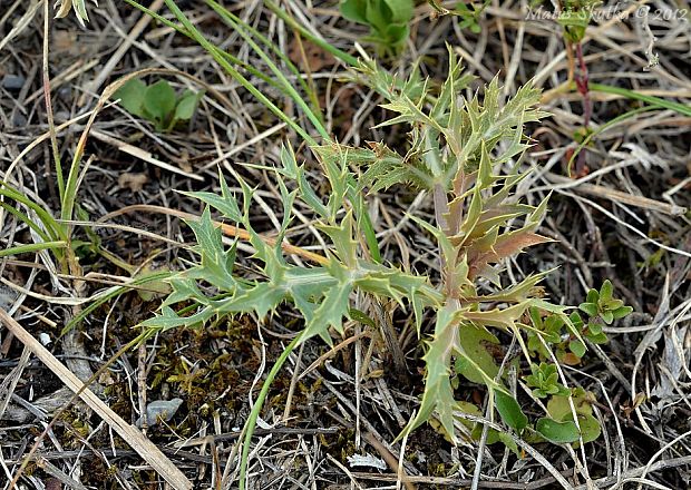 kotúč poľný Eryngium campestre L.