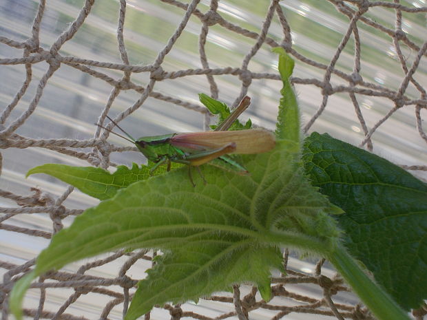 koník zlatistý Euthystira brachyptera