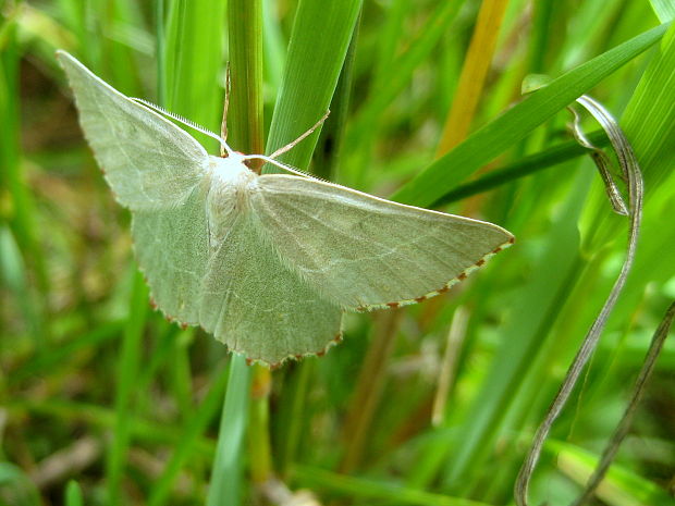 piadivka letná  Hemithea aestivaria  Hübner, 1799