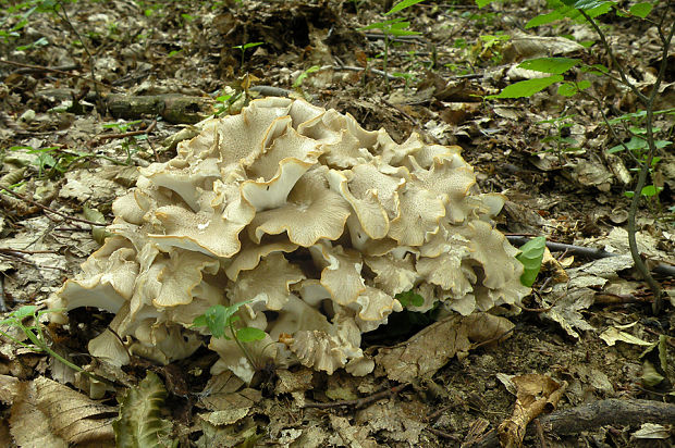 trúdnik klobúčkatý Polyporus umbellatus (Pers.) Fr.