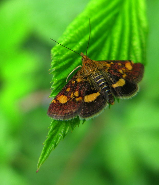 vijačka zlatoškvrnná Pyrausta aurata