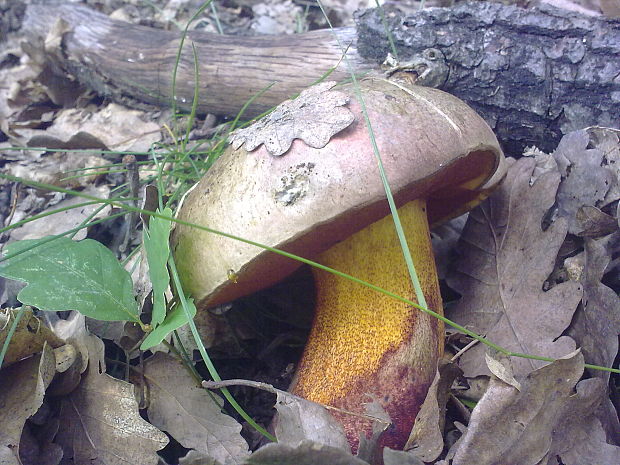 hríb purpurový Rubroboletus rhodoxanthus Kuan Zhao &amp; Zhu L. Yang