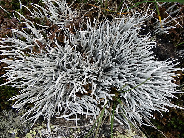 tamnólia červovitá Thamnolia vermicularis subsp. vermicularis (Sw.) Schaer.