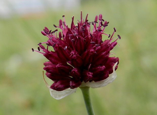 cesnak guľovitý Allium rotundum L.