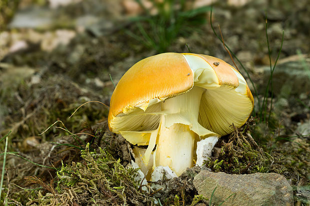 muchotrávka cisárska Amanita caesarea (Scop.) Pers.