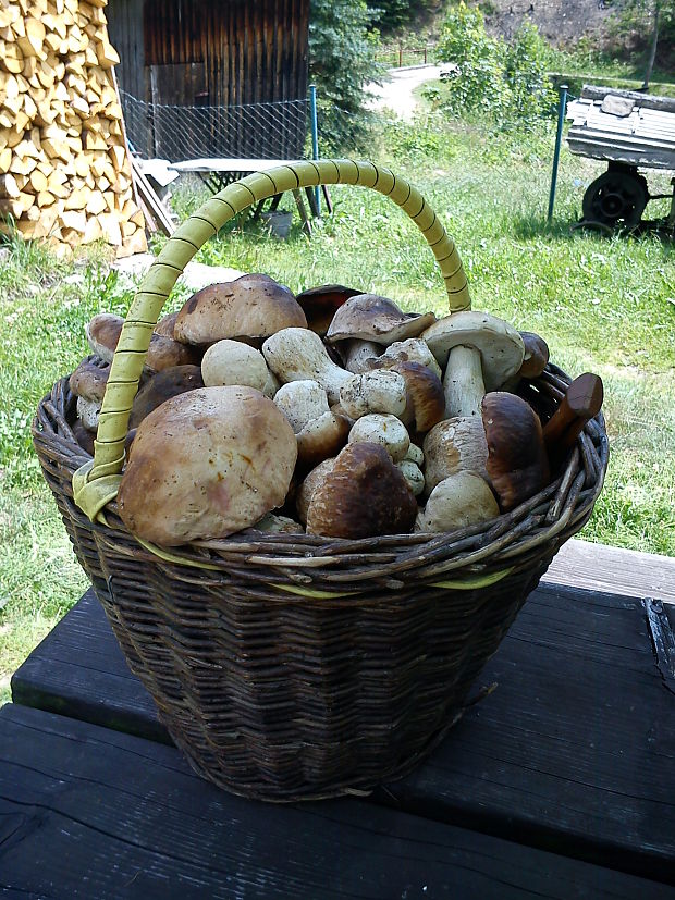 hríb smrekový Boletus edulis Bull.